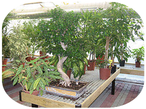 Produzione piante per appartamento