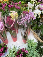 vendita-orchidee-melzo.jpeg